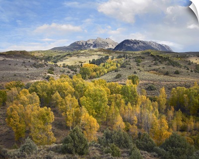 Quaking Aspen forest and Chair Mountain in autumn, Raggeds Wilderness, Colorado