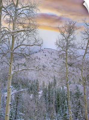 Quaking Aspens In Winter, Aspen Vista, Santa Fe National Forest, New Mexico