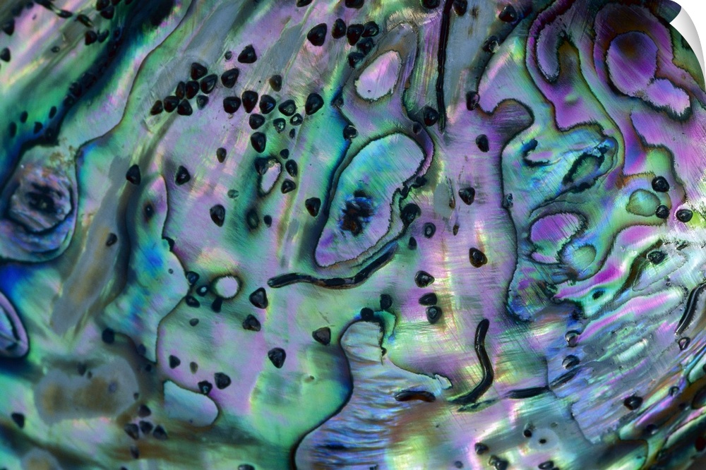 Up-close photograph of iridescent colored inside of seashell.
