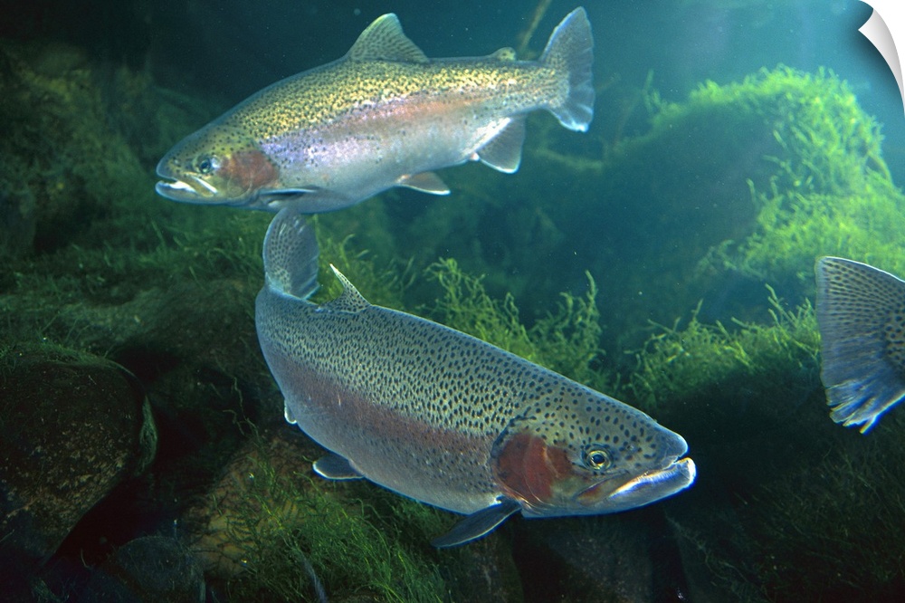 Rainbow Trout (Oncorhynchus mykiss) pair underwater in Utah, a popular game fish native to coastal streams of the western ...