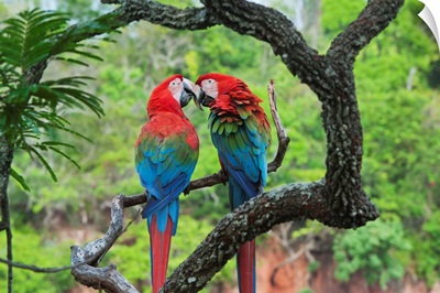 Red and Green Macaw pair courting, Buraco das Araras, Pantanal, Brazil