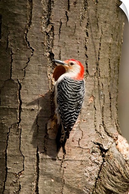 Red-bellied Woodpecker (Melanerpes carolinus) male at nest cavity, Michigan