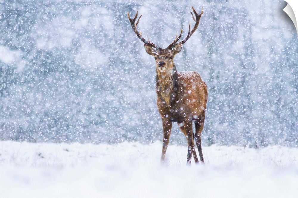 Red Deer (Cervus elaphus) stag during snowfall, Derbyshire, England, United Kingdom.
