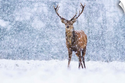 Red Deer stag during snowfall, Derbyshire, England, United Kingdom