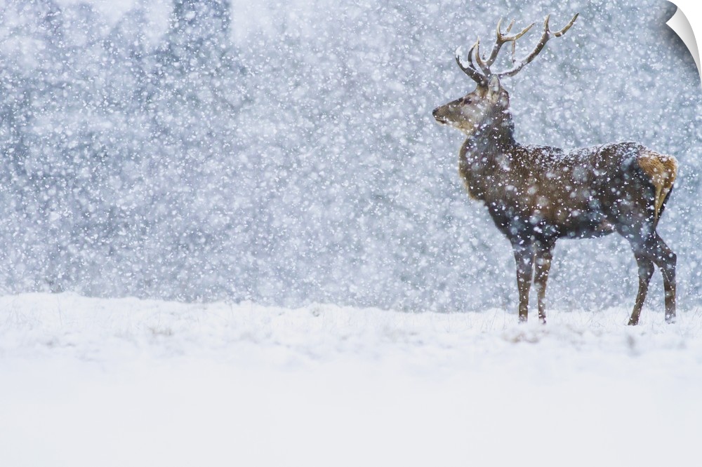 Red Deer (Cervus elaphus) stag in snowfall, Derbyshire, England, United Kingdom.