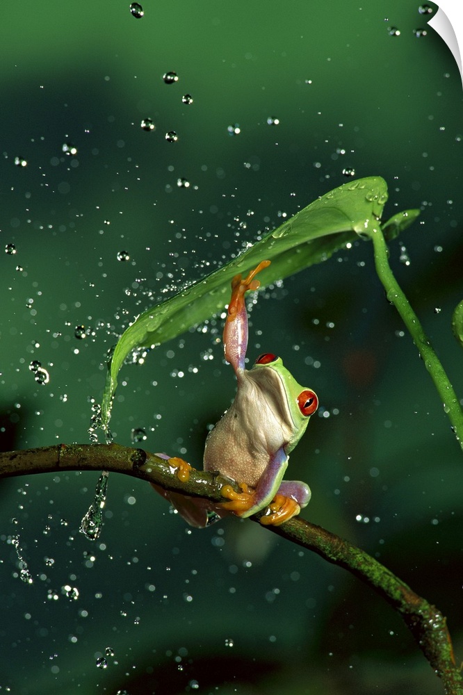 Red-eyed Tree Frog (Agalychnis callidryas) in rain, native to Central and South America