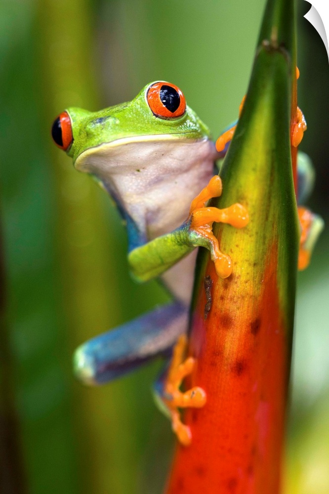 Red-eyed Treefrog.Agalychnis calydryas.Northern Costa Rica, Central America