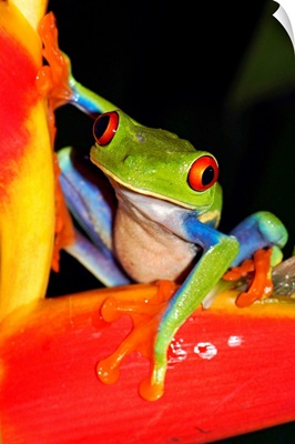 Red-eyed Tree Frog on heliconia, Costa Rica