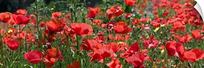 Red Poppy field, Europe
