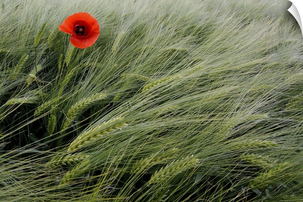 This is a landscape photograph of grain blowing gently in the wind with a single flower growing up through the stalks.