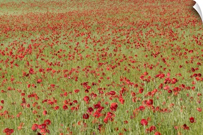 Red Poppy (Papaver rhoeas) in a cereal field, Yonne, France