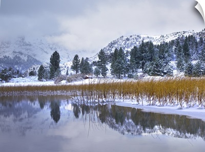 Reeds growing through frozen surface of June Lake, eastern Sierra Nevada, California