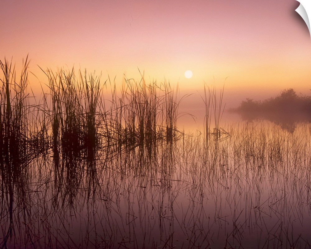 Reeds reflected in Sweet Bay Pond at sunrise, Everglades National Park, Florida