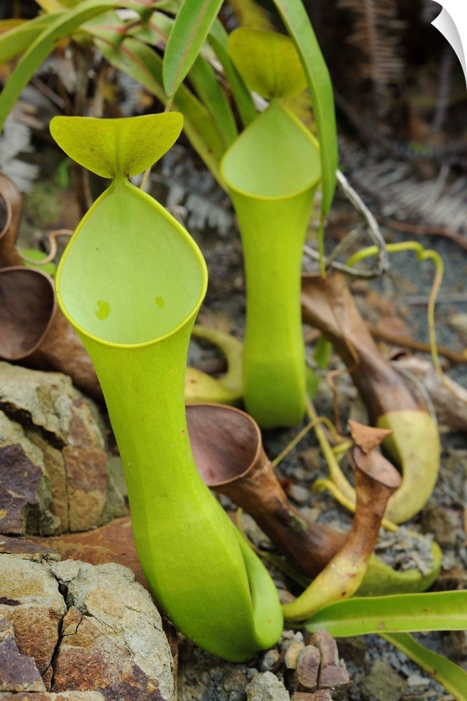 Reinwardt's Pitcher Plant pitchers, Sarawak, Borneo, Malaysia