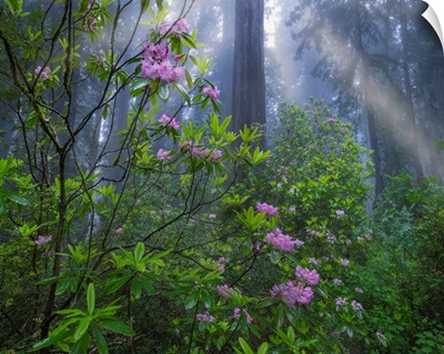 Rhododendron And Coast Redwoods In Fog, Redwood National Park, California