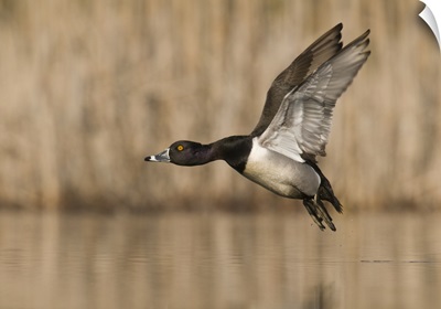 Ring-necked Duck (Aythya collaris) male flying, Island Lake Recreation Area, Michigan
