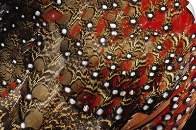 Ring-necked Pheasant (Phasianus colchicus) detail of back feathers from a male, Europe