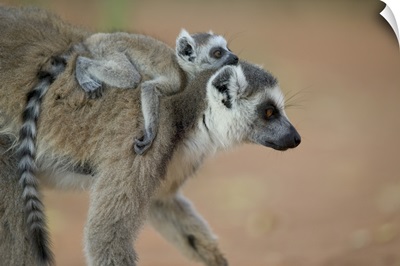Ring-tailed Lemur baby riding on mother's back, vulnerable, Berenty Private Reserve