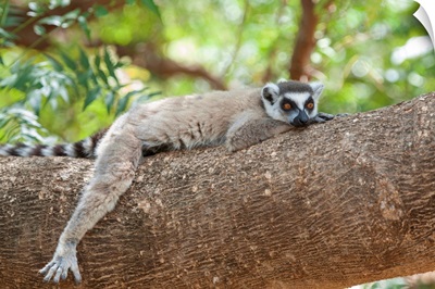 Ring-tailed Lemur male resting, Berenty Private Reserve, Madagascar