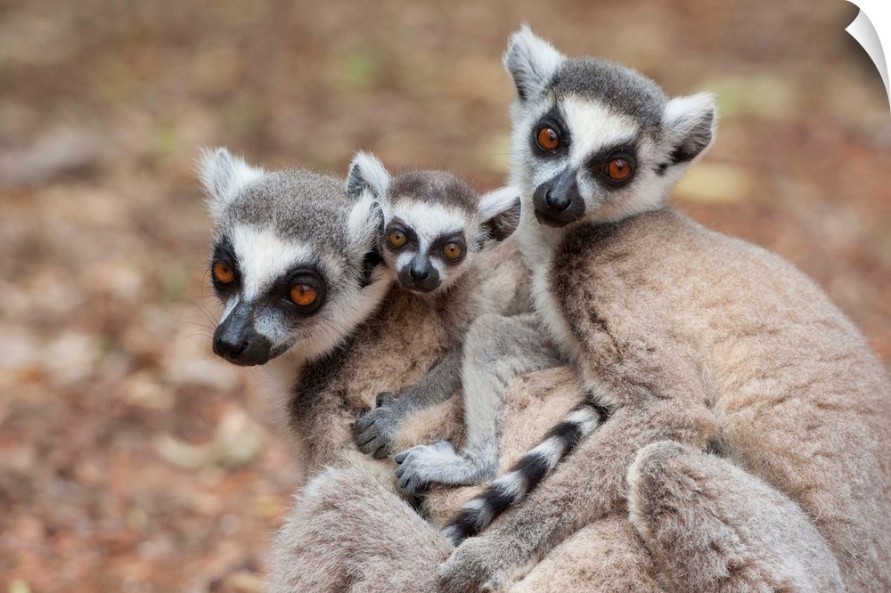 Ring-tailed Lemur.Lemur catta.Mother and two-week-old baby huddling with other female.Berenty Private Reserve, Madagascar