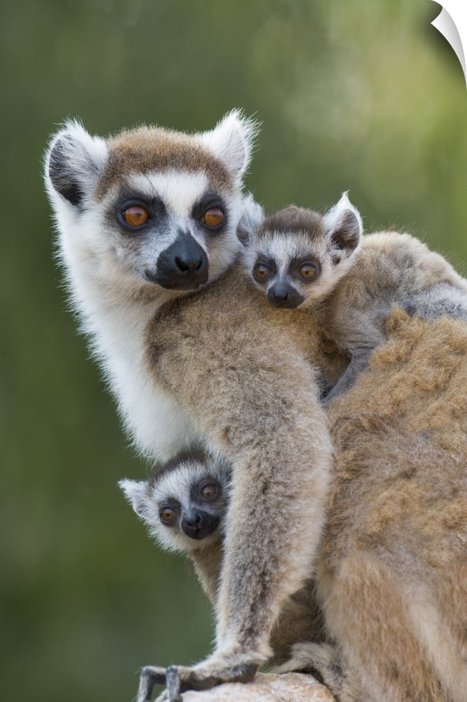 Ring-tailed Lemur.Lemur catta.Mother and 1-2 week old twins.Berenty Private Reserve, Madagascar.*Digitally retouched patch...