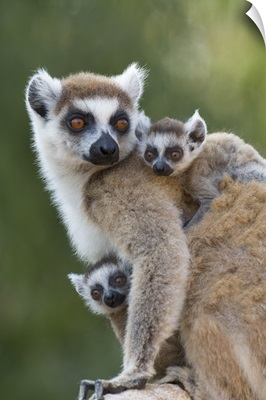 Ring-tailed Lemur mother and week-old twins, Madagascar