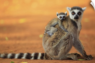 Ring-tailed Lemur mother with baby clinging to her back, vulnerable