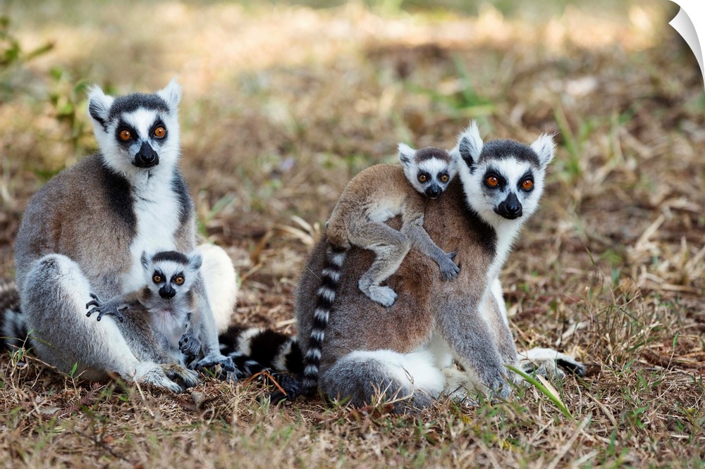 Kattas mit Babies, Lemur catta, Nahampoana Reservat, S..d-Madagaskar, Afrika / Ringtailed Lemurs with babies, Lemur catta,...