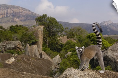 Ring-tailed Lemur overlooking the Andringitra Mountains, Madagascar