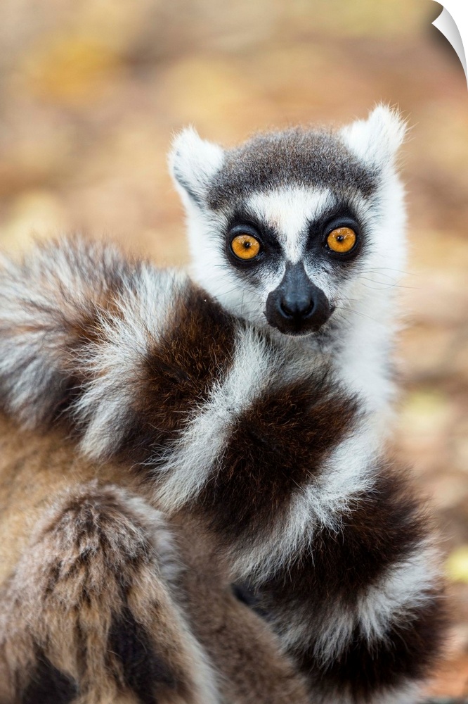 Katta, Lemur catta, Berenty Reservat, S..d-Madagaskar, Afrika / Ringtailed Lemur in tree, Lemur catta, Berenty Reserve, So...