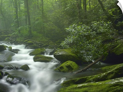 Roaring Fork River flowing through forest in Great Smoky Mountains National Park