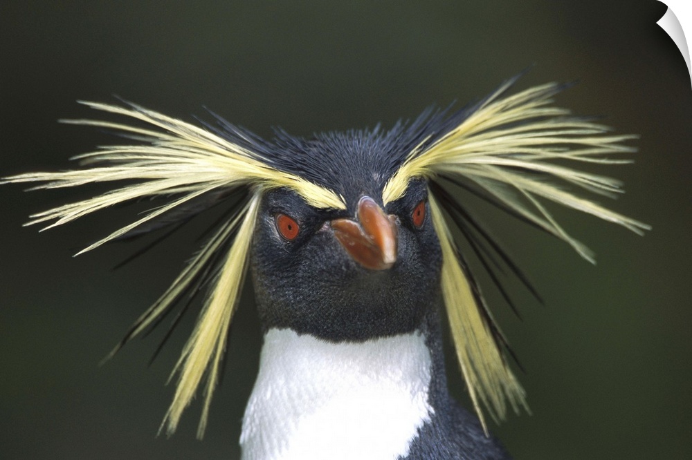 Rockhopper Penguin (Eudyptes chrysocome) portrait, Gough Island, South Atlantic