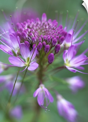 Rocky Mountain Bee Plant (Cleome serrulata) flower, Great Sand Dunes National Monument