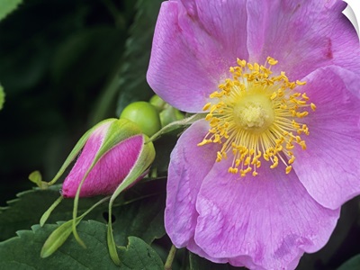 Rose (Rosa sp) flower, British Columbia, Canada