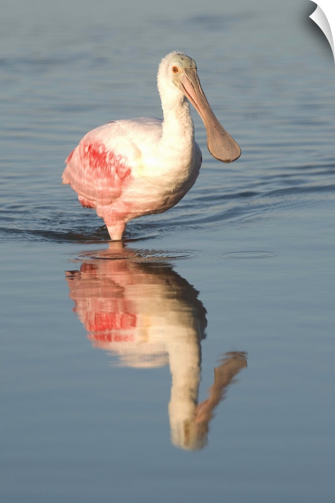 roseate spoonbill (Ajaia ajaja), reflection, Fort meyers FL