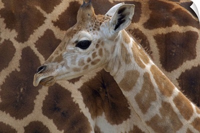 Rothschild Giraffe (Giraffa camelopardalis rothschildi) calf, native to Africa