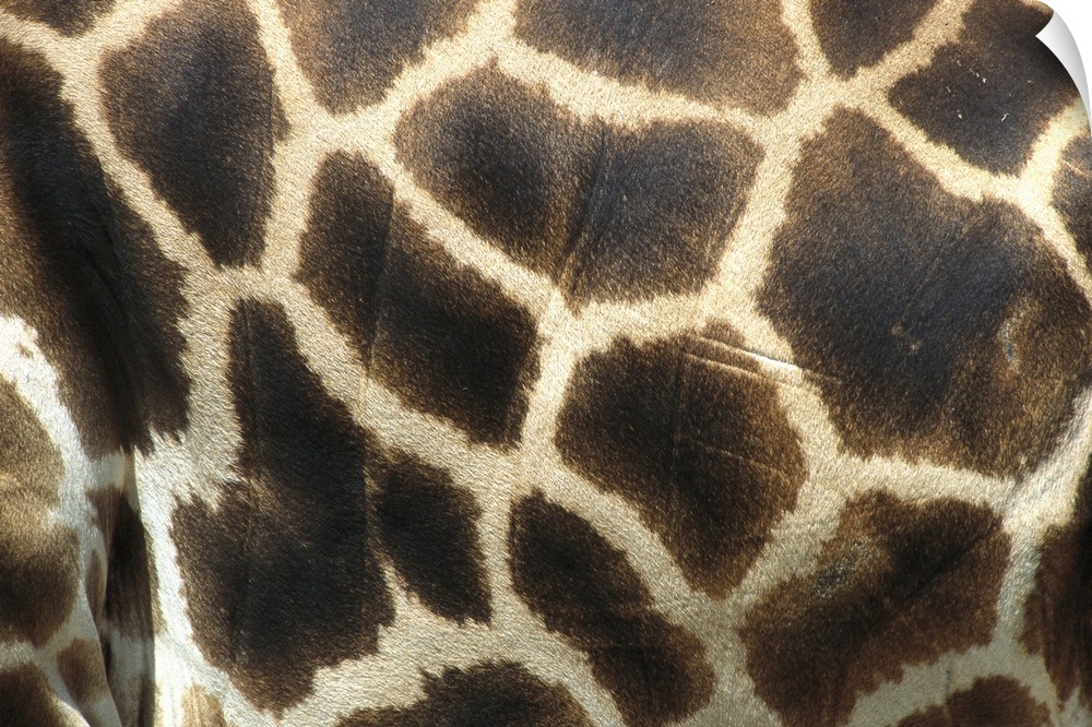 Rothschild Giraffe (Giraffa camelopardalis rothschildi) detail of coat pattern, native to Uganda and Kenya