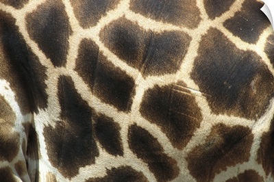 Rothschild Giraffe (Giraffa camelopardalis rothschildi) detail of coat pattern