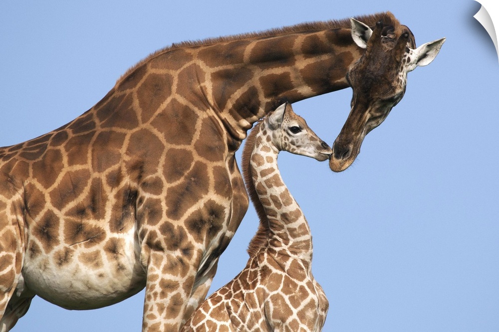 Rothschild Giraffe (Giraffa camelopardalis rothschildi) mother and calf, Africa