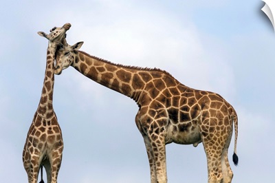 Rothschild Giraffe pair nuzzling, native to Africa