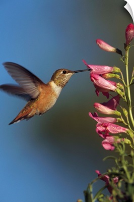 Rufous Hummingbird (Selasphorus rufus) feeding on flowers, New Mexico