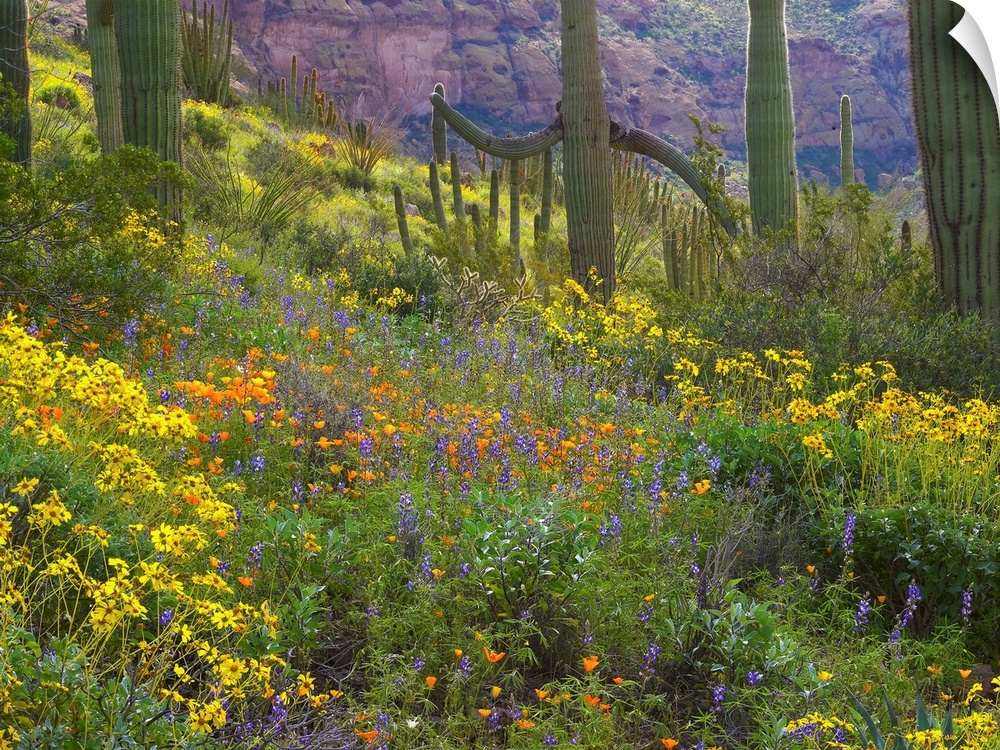 Saguaro amid flowering Lupine, California Brittlebush and Desert Golden Poppies