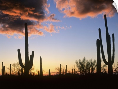 Saguaro cacti at sunset, Saguaro National Monument, Arizona
