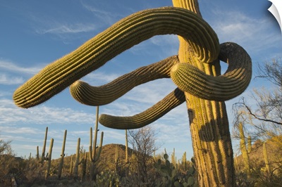 Saguaro cacti, Saguaro National Park, Arizona