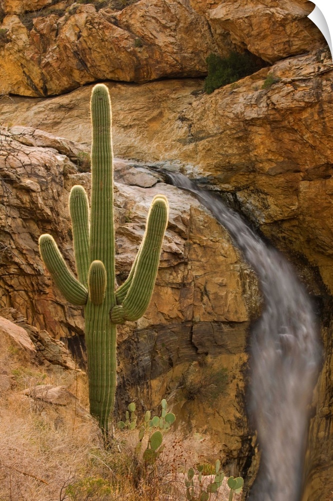 Saguaro cactus and waterfall, Arizona
