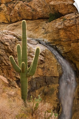 Saguaro cactus and waterfall, Arizona