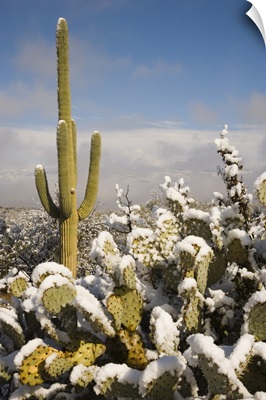 Saguaro cactus in snow, Saguaro National Park, Tucson, Arizona