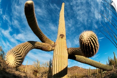 Saguaro cactus, Saguaro National Park, Arizona