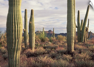 Saguaro (Carnegiea gigantea) and Safford Peak, Saguaro National Park, Arizona