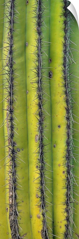 Saguaro (Carnegiea gigantea) cactus close up of trunk and spines, North America